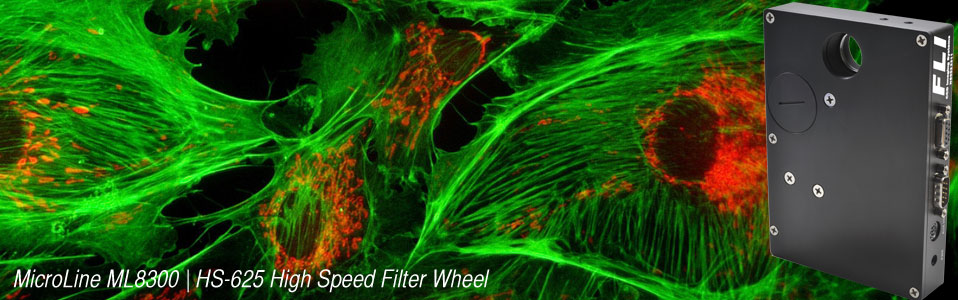 MicroLine MLx285 Fluorescence Microscopy Image
